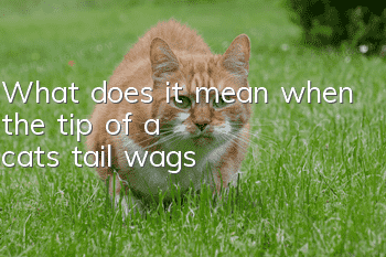 What does it mean when the tip of a cat's tail wags?