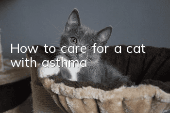 How to care for a cat with asthma?