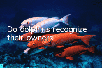 Do dolphins recognize their owners?