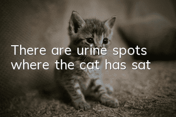 There are urine spots where the cat has sat