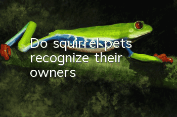 Do squirrel pets recognize their owners?