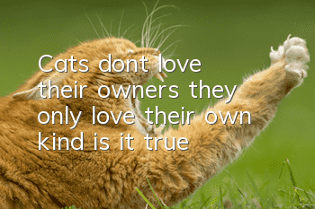 Cats don’t love their owners, they only love their own kind, is it true?