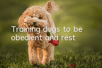 Training dogs to be obedient and rest