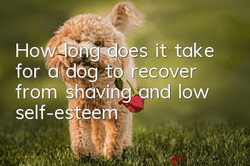 How long does it take for a dog to recover from shaving and low self-esteem?