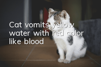 Cat vomits yellow water with red color like blood