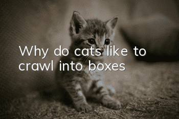 Why do cats like to crawl into boxes?