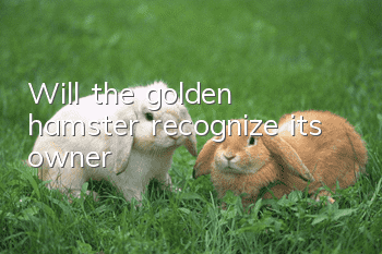 Will the golden hamster recognize its owner?