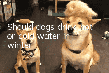 Should dogs drink hot or cold water in winter?