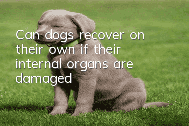 Can dogs recover on their own if their internal organs are damaged?