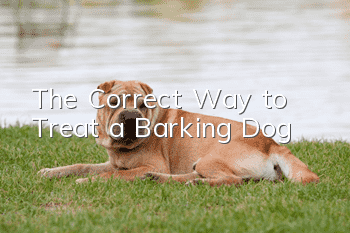 The Correct Way to Treat a Barking Dog