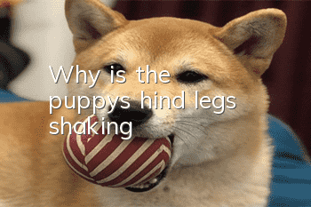 Why is the puppy's hind legs shaking?