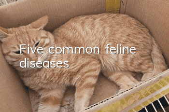 Five common feline diseases