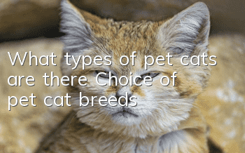 What types of pet cats are there? Choice of pet cat breeds!