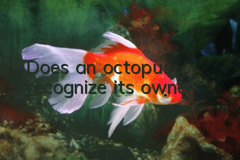 Does an octopus recognize its owner?