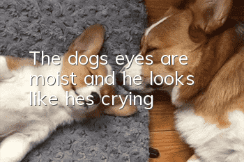 The dog’s eyes are moist and he looks like he’s crying