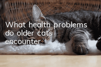 What health problems do older cats encounter?