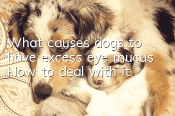 What causes dogs to have excess eye mucus? How to deal with it?