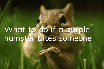 What to do if a purple hamster bites someone