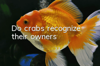 Do crabs recognize their owners?