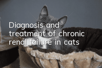 Diagnosis and treatment of chronic renal failure in cats