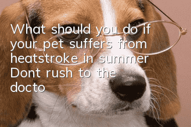 What should you do if your pet suffers from heatstroke in summer? Don’t rush to the doctor!