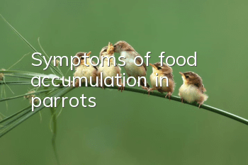 Symptoms of food accumulation in parrots