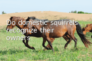 Do domestic squirrels recognize their owners?