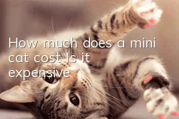 How much does a mini cat cost? Is it expensive?