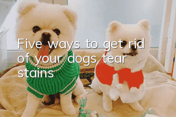 Five ways to get rid of your dog’s tear stains