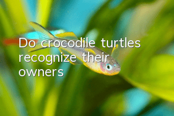 Do crocodile turtles recognize their owners?