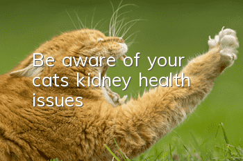 Be aware of your cat’s kidney health issues