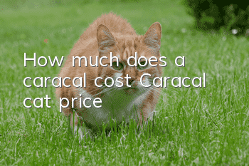 How much does a caracal cost? Caracal cat price!