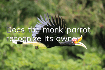 Does the monk parrot recognize its owner?