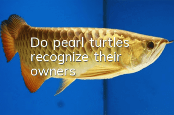 Do pearl turtles recognize their owners?