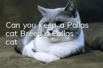 Can you keep a Pallas cat? Breed a Pallas cat!