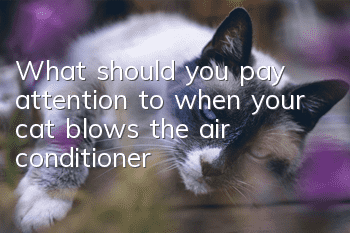 What should you pay attention to when your cat blows the air conditioner?