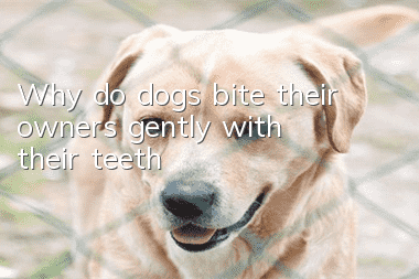 Why do dogs bite their owners gently with their teeth?