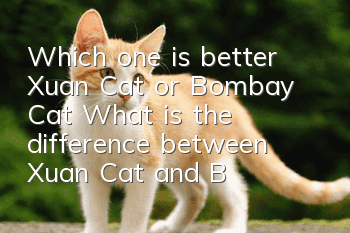 Which one is better, Xuan Cat or Bombay Cat? What is the difference between Xuan Cat and Bombay Cat!