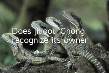 Does Jiudou Chong recognize its owner?