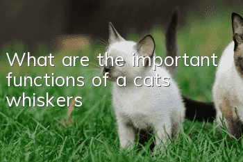 What are the important functions of a cat’s whiskers?