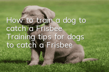 How to train a dog to catch a Frisbee? Training tips for dogs to catch a Frisbee!