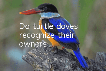 Do turtle doves recognize their owners?