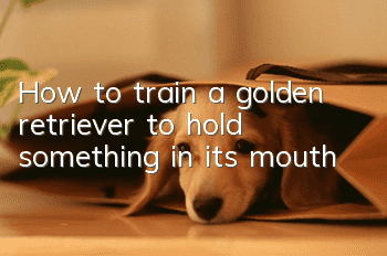 How to train a golden retriever to hold something in its mouth