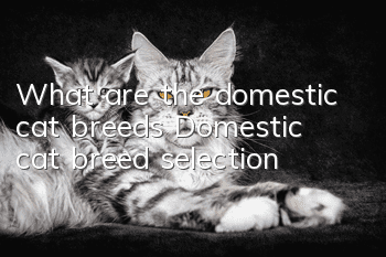 What are the domestic cat breeds? Domestic cat breed selection!