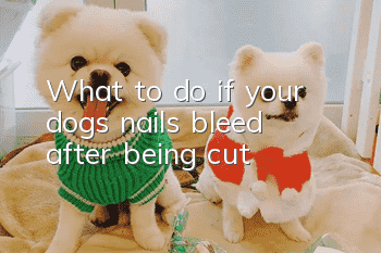 What to do if your dog’s nails bleed after being cut