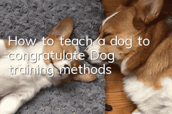 How to teach a dog to congratulate? Dog training methods!