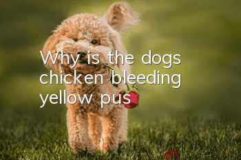 Why is the dog's chicken bleeding yellow pus?