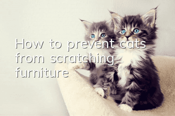 How to prevent cats from scratching furniture