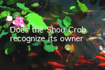 Does the Shou Crab recognize its owner?