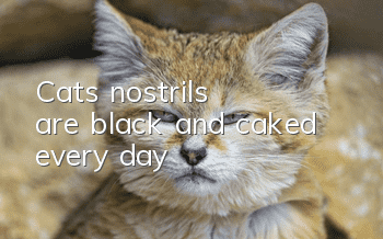 Cat's nostrils are black and caked every day